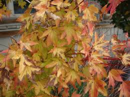 Does it come from the plant moving inside, stress from reduced lighting and the plant acclimating? Best Japanese Maples For Sun