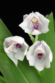 Image result for Polystachya hastata