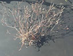 Image result for Polycarpaea eriantha