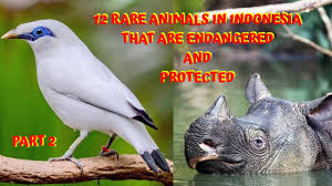 That said, there's no reason not to enjoy the cuteness overload that this unique group of creatures. 12 Rare Animals In Indonesia That Are Endangered And Protected Part 2 Youtube