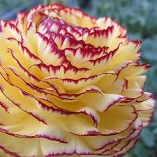 Image result for Ranunculus stagnalis