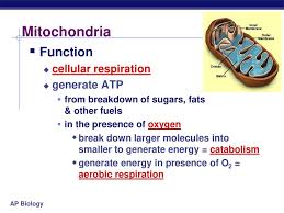 Its size ranges from 0.5 to 1.0 micrometre in diameter. Mitochondria Function Cellular Respiration Generate Atp Ppt Download