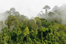 On this page of tropical rainforest facts is a list of many of the world's tropical rainforest with some facts about each. Land Biomes Tropical Rainforests
