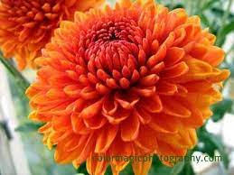 Chrysanthemum Macro Flower November Birth Flower Flowers