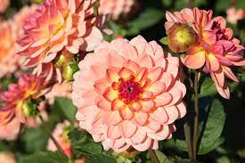 Dahlien stammen ursprünglich aus mexiko und guatemala. Sommergluck Mit Dahlien Kraut Ruben