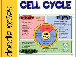 The best cell cycle mitosis coloring worksheet coloring from mitosis worksheet answer key source. Cell Division Doodle Notes Teaching Resources