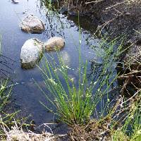 Image result for Cyperus laevigatus