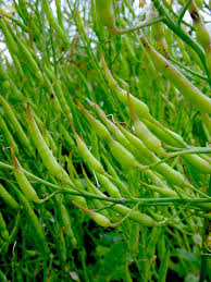 Image result for Raphanus