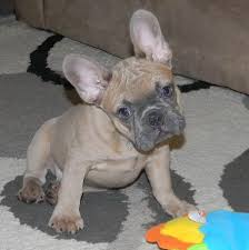 blue fawn bella 10 weeks tiere