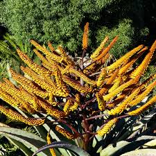 Image result for Dipcadi marlothii