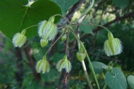 Image result for Pergularia daemia