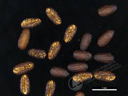 Image result for Spermacoce mauritiana