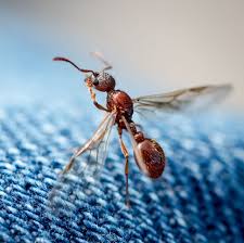 Bed bugs are quite a bit smaller than ants. How To Get Rid Of Flying Ants In Your Home According To Pros