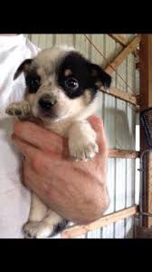 Checking 'include nearby areas' will expand your search. Cowboy Corgi Puppies Heeler Corgi For Sale In Inola Oklahoma Classified Americanlisted Com