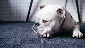 They get along very well with children and are naturally very protective of them. Wallpaper French Bulldog Puppy Lying Vertebrate Dog Like Mammal Muzzle Old English Bulldog American Bulldog Olde English Bulldogge British Bulldogs Toy Bulldog White English Bulldog 3000x1691 555394 Hd Wallpapers Wallhere