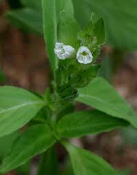 Image result for Asystasia malawiana