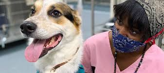 Maybe you would like to learn more about one of these? Your First Visit To Vca In Osterville Ma Vca Osterville Veterinary Clinic