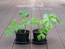 มอนสเตอร่า ไม้ใบประดับที่เรามักเรียกว่า พลูฉลุ หรือพลูฉีก เป็นไปตามลักษณะที่เห็น และอาจเรียกล้อมาจากพืชใบพลูที่อยู่คู่. à¹„à¸¡ à¸• à¸­à¸‡à¸¡ à¸¡à¸­à¸™à¸ªà¹€à¸•à¸­à¸£ à¸² à¸ˆ à¸™à¸™ Monstera Ginny Facebook