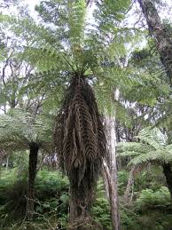 Image result for Cyathea cf. humilis
