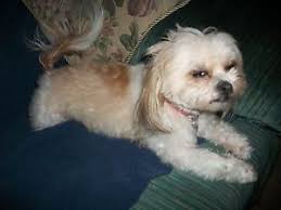 White Dog Mercantile