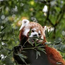 Here you can admire animals such as lions, angolan giraffes, green iguanas. Zoo Dortmund Eine Reise In Die Welt Der Tiere