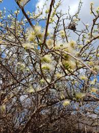 Image result for Albizia anthelmintica