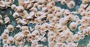 Image result for puklice švestková obrázek