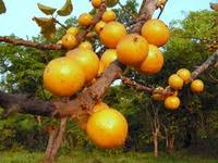 Image result for Uapaca