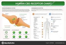 Human Cbd Receptor Chart Horizontal Textbook Infographic