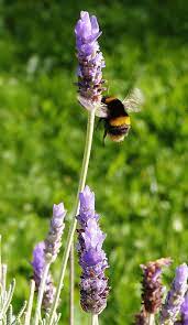 We did not find results for: This Photo Was Taken In New Zealand Bumble Bee On Lavender Lavender Flowers Lavender Farm Bumble Bee