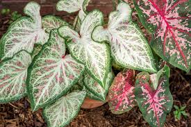 Calcium is an important determinant of water harness, and it also functions as a ph stabilizer. Caladium Plant Care Growing Guide