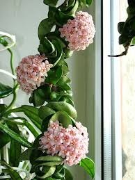 Pembe Mumlu Cicekler Hindu Halat Fabrikasinda Bukulmus Yapraklar Plants Hindu Rope Plant Hoya Plants