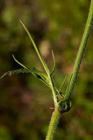 Image result for Cephalaria pungens