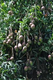 The tree is growing in saharanpur's company bagh area, which is famous for its mangoes. Mango Tree With Fruits Feedipedia