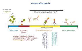 Wer keinen der oben genannten nachweise vorlegen kann, muss bei ankunft einen test vornehmen lassen und sich bis. Megacor Diagnostik Gmbh Veterinarmedizinische In Vitro Diagnostik