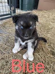 Below you will find a list of husky breeders located in alabama. German Shepherd Husky Puppies 250 Grenada Ms General Items North Mississippi Ms Shoppok