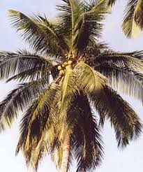 Yang mana satu antara bahagian pokok kelapa yang digunakan untuk membuat titi ? Kelapa Wikipedia Bahasa Indonesia Ensiklopedia Bebas