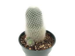 Image result for Clutia robusta