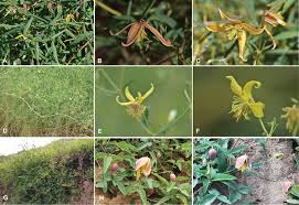 Check spelling or type a new query. Clematis Mae Ranunculaceae A New Species Of C Sect Meclatis From Xinjiang China