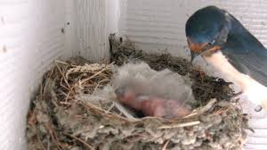 The barn swallow is the most abundant and widely distributed swallow species in the world. Baby Barn Swallows Day1 Youtube