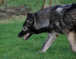 Black And Grey Dog Black Grey Tamaskan Tamaskan Dog Wolf Dog Summer Dog