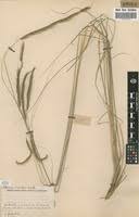 Image result for Ctenium newtonii