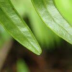 Image result for Pteris similis