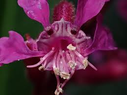 Image result for Lythraceae