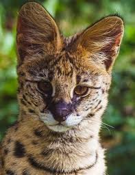 The serval is generally found in most parts of. Funkysafari African Serval Cat Serval African Cats