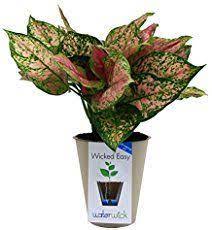 Plant Care Aglaonema Sparkling Sarah Chinese Evergreen Plants Live Indoor Plants Chinese Evergreen