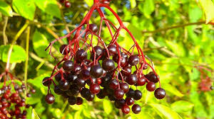 Doch wann sind die beeren eigentlich reif? Holunder Sambucus Im Pflanzenlexikon Gartennatur Com