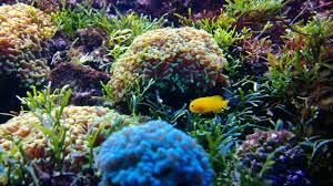 Artificial Plants or Real Plants for an Aquarium: The Pros and Cons of Each