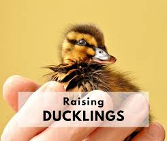 I have an orphaned baby muscovy duck that i am looking for a home for. Raising Ducks 101 How To Take Care Of Baby Ducklings Life Is Just Ducky