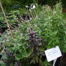 We did not find results for: Florida Native Plants Nursery